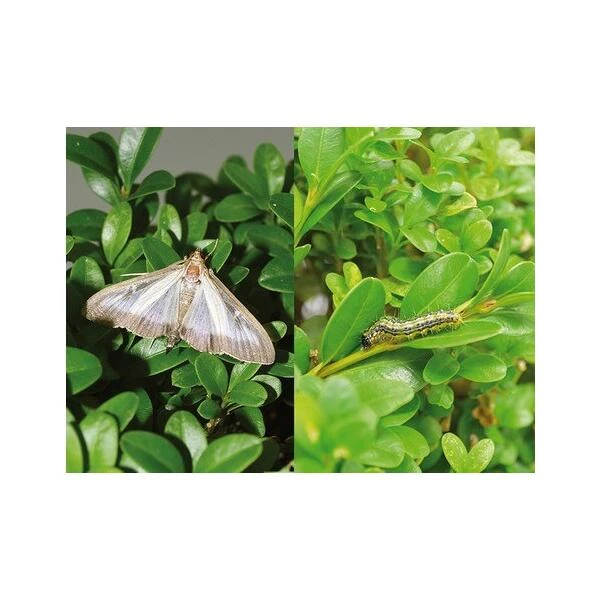 Feromooncapsules - Navulling - Set Van 3 Stuks 4 Feromooncapsules - Navulling - Set Van 3 Stuks - Afbeelding 2