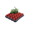 Tray Met 20 Kweekpotjes 6 Cm -Aanbiedingen Intieme Eden Winkel 1597239142 1 600