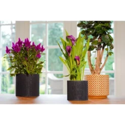 Bloempotten Jacco Zwart - Set Van 5 Stuks -Aanbiedingen Intieme Eden Winkel 1614005419 5 600