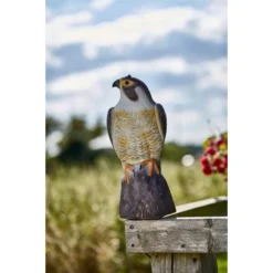 Slechtvalk Als Vogelverjager - 35 Cm 5 Slechtvalk Als Vogelverjager - 35 Cm -Aanbiedingen Intieme Eden Winkel 1640694530 2 600