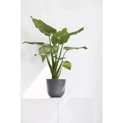 ECOPOTS Oslo Mini - Grijs Ø 19 Cm -Aanbiedingen Intieme Eden Winkel 1672741281 2 600