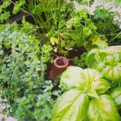 Bewateringssysteem Hydro Max Olla - L -Aanbiedingen Intieme Eden Winkel 1677165464 5 600