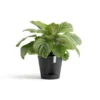 ECOPOTS Venice 2 Ø 30 Cm - Antraciet 1 ECOPOTS Venice 2 Ø 30 Cm - Antraciet -Aanbiedingen Intieme Eden Winkel 1678350722 1 600
