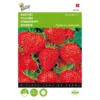 Aardbeien Grandian F1 - Fragaria × Ananassa -Aanbiedingen Intieme Eden Winkel aardbeien grandian f1 fragaria x ananassa 1646840382 1504 600