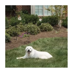 Pet Safe Outdoor Anti-blafhuisje -Aanbiedingen Intieme Eden Winkel antiblafhuisje 1484054468 4 600