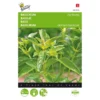 Basilicum Fijnbladig - Ocimum Basilicum 1 Basilicum Fijnbladig - Ocimum Basilicum -Aanbiedingen Intieme Eden Winkel basilicum fijnbladig ocimum basilicum 1646840312 11 600