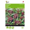 Basilicum Siam Queen - Ocimum Basilicum 2 Basilicum Siam Queen - Ocimum Basilicum -Aanbiedingen Intieme Eden Winkel basilicum siam queen ocimum basilicum 1646840312 15 600