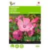 Bekermalva - Lavatera Trimestris -Aanbiedingen Intieme Eden Winkel bekermalva lavatera trimestris 1646840329 395 600