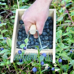 ESSCHERT DESIGN Bessenplukker Traditioneel - Hout -Aanbiedingen Intieme Eden Winkel bessenplukker traditioneel hout 1484066719 4 600