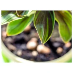 Substral Bladglans 250 Ml -Aanbiedingen Intieme Eden Winkel bladglans 250ml 1557224172 2 600