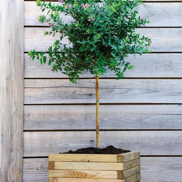 Bloembak Ginkgo - 50 × 50 × 43 Cm 4 Bloembak Ginkgo - 50 × 50 × 43 Cm - Afbeelding 2