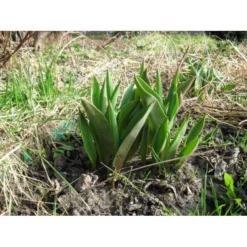 Bollenplantmanden - Set Van 3 Stuks -Aanbiedingen Intieme Eden Winkel bloembollenbakje 1484053990 3 600