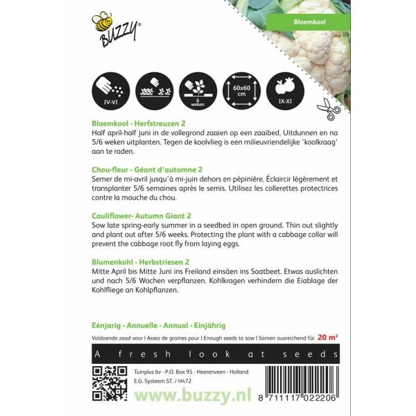 Bloemkool Herfstreuzen 2 - Brassica Oleracea 4 Bloemkool Herfstreuzen 2 - Brassica Oleracea - Afbeelding 2