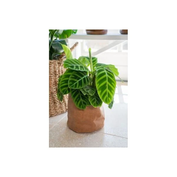 Bloempot Juna Cognac - Ø 25 × 25 Cm 5 Bloempot Juna Cognac - Ø 25 × 25 Cm - Afbeelding 3