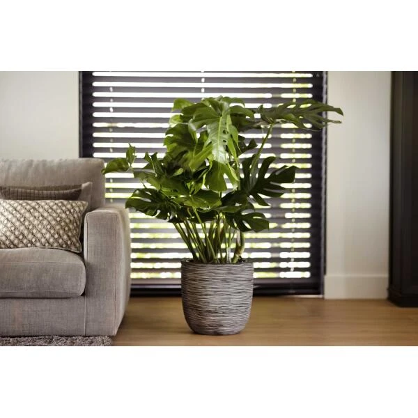 CAPI Bloempot Bol Rib NL 35 × 34 Cm - Antraciet 4 CAPI Bloempot Bol Rib NL 35 × 34 Cm - Antraciet - Afbeelding 2