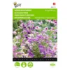 Boerenorchidee Angel Wings - Schizanthus Sinuata Wisetonensis -Aanbiedingen Intieme Eden Winkel boerenorchidee angel wings schizanthus sinuata wisetonensis 1646840330 431 600