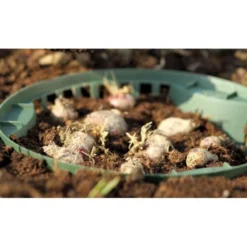 Bloembollenmand Stapelbaar 27 Cm 7 Bloembollenmand Stapelbaar 27 Cm -Aanbiedingen Intieme Eden Winkel bollenmand 265 cm 1490258306 1 600