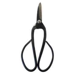 Bonsai Schaar - Medium