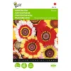 Bonte Ganzebloem Mix - Chrysanthemum Carinatum 1 Bonte Ganzebloem Mix - Chrysanthemum Carinatum -Aanbiedingen Intieme Eden Winkel bonte ganzebloem mix chrysanthemum carinatum 1646840326 323 600