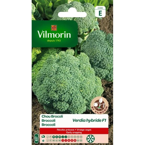 Broccoli Verdia HF1 3 Broccoli Verdia HF1