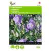 Campanula Carpatica (blauw Karpatenklokje) -Aanbiedingen Intieme Eden Winkel campanula carpatica blauw karpatenklokje 1646840336 533 600