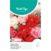 Chabaud Anjer Mix - Dianthus Caryophyllus -Aanbiedingen Intieme Eden Winkel chabaud anjer mix dianthus caryophyllus 1646840361 1078 600