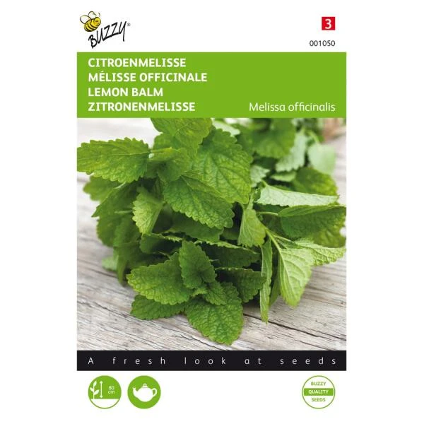 Citroenmelisse - Melissa Officinalis 3 Citroenmelisse - Melissa Officinalis