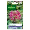 Cleome Kattensnor Roze -Aanbiedingen Intieme Eden Winkel cleome kattensnor roze 1646839547 241 600