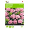 Dianthus Barbatus Pink Beauty 1 Dianthus Barbatus Pink Beauty -Aanbiedingen Intieme Eden Winkel dianthus barbatus pink beauty 1646840334 503 600
