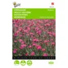 Dianthus Deltoides Brilliant -Aanbiedingen Intieme Eden Winkel dianthus deltoides brilliant 1646840336 541 600