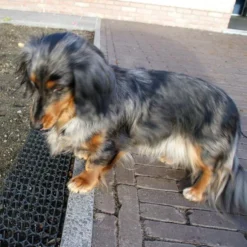 Dierenwerende Rasters - Anti-graven - Set Van 2 Stuks -Aanbiedingen Intieme Eden Winkel dierenwerende matten 1543585595 2 600