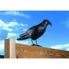 Duivenverjager Kraai -Aanbiedingen Intieme Eden Winkel duivenverjager kraai 1484053985 1 600