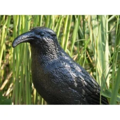 Duivenverjager Kraai -Aanbiedingen Intieme Eden Winkel duivenverjager kraai 1484053985 3 600