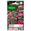 Duizendschoon Indisch Tapijt - Dianthus Barbatus 2 Duizendschoon Indisch Tapijt - Dianthus Barbatus -Aanbiedingen Intieme Eden Winkel duizendschoon indisch tapijt dianthus barbatus 1646839545 234 600