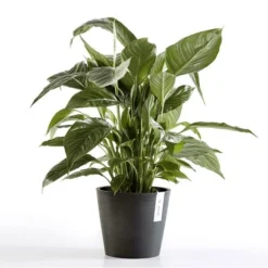 ECOPOTS Amsterdam - Antraciet Ø 20 Cm 5 ECOPOTS Amsterdam - Antraciet Ø 20 Cm -Aanbiedingen Intieme Eden Winkel ecopots amsterdam antraciet 20cm 1590647793 2 600