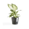 ECOPOTS Amsterdam Mini - Antraciet Ø 10,5 Cm -Aanbiedingen Intieme Eden Winkel ecopots amsterdam mini antraciet 105 cm 1594020339 1 600