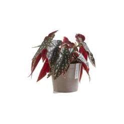 ECOPOTS Amsterdam Mini - Taupe Ø 13 Cm