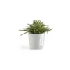 ECOPOTS Amsterdam Mini - Witgrijs Ø 8 Cm -Aanbiedingen Intieme Eden Winkel ecopots amsterdam mini witgrijs 8 cm 1594040551 2 600