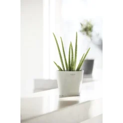 ECOPOTS Amsterdam Mini - Witgrijs Ø 8 Cm 9 ECOPOTS Amsterdam Mini - Witgrijs Ø 8 Cm -Aanbiedingen Intieme Eden Winkel ecopots amsterdam mini witgrijs 8 cm 1594197515 1 600