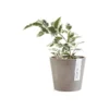 ECOPOTS Amsterdam Mini - Taupe Ø 10,5 Cm 1 ECOPOTS Amsterdam Mini - Taupe Ø 10,5 Cm -Aanbiedingen Intieme Eden Winkel ecopots amsterdam mini taupe 105 cm 1613133471 1 600
