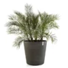 ECOPOTS Amsterdam Op Wielen - Antraciet 80 Cm 1 ECOPOTS Amsterdam Op Wielen - Antraciet 80 Cm -Aanbiedingen Intieme Eden Winkel ecopots amsterdam wheels 80 cm antraciet 1590410410 1 600