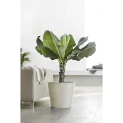 ECOPOTS Amsterdam Op Wielen - Witgrijs 80 Cm -Aanbiedingen Intieme Eden Winkel ecopots amsterdam wheels witgrijs 80 cm 1594197204 1 600