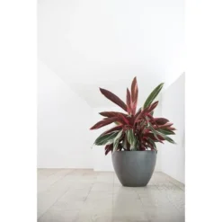 ECOPOTS Antwerp - Grijs Ø 30 Cm -Aanbiedingen Intieme Eden Winkel ecopots antwerp grijs 30 cm 1594199098 1 600