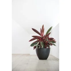 ECOPOTS Antwerp - Antraciet Ø 50 Cm -Aanbiedingen Intieme Eden Winkel ecopots antwerp antraciet 50 cm 1672157128 2 600