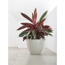 ECOPOTS Antwerp - Witgrijs Ø 30 Cm 6 ECOPOTS Antwerp - Witgrijs Ø 30 Cm -Aanbiedingen Intieme Eden Winkel ecopots antwerp witgrijs 30 cm 1594198270 1 600