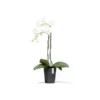 ECOPOTS Morinda - Antraciet Ø 17 Cm 2 ECOPOTS Morinda - Antraciet Ø 17 Cm -Aanbiedingen Intieme Eden Winkel ecopots morinda antraciet 17 cm 1672756674 1 600