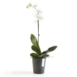 ECOPOTS Morinda Orchideeënpot - Antraciet Ø 14 Cm -Aanbiedingen Intieme Eden Winkel ecopots morinda antraciet 14 cm 1590666632 1 600