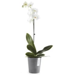 ECOPOTS Morinda Orchideeënpot - Grijs Ø 14 Cm -Aanbiedingen Intieme Eden Winkel ecopots morinda grijs 16 cm 1590664119 2 600