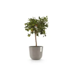 ECOPOTS Oslo Met Waterreservoir - Taupe Ø 25 Cm 6 ECOPOTS Oslo Met Waterreservoir - Taupe Ø 25 Cm -Aanbiedingen Intieme Eden Winkel ecopots oslo waterreservoir taupe 25 cm 1621953197 3 600