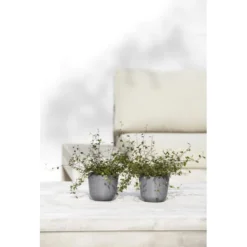 ECOPOTS Oslo Mini - Grijs Ø 11,5 Cm -Aanbiedingen Intieme Eden Winkel ecopots oslo mini grijs 115 cm 1672738384 2 600